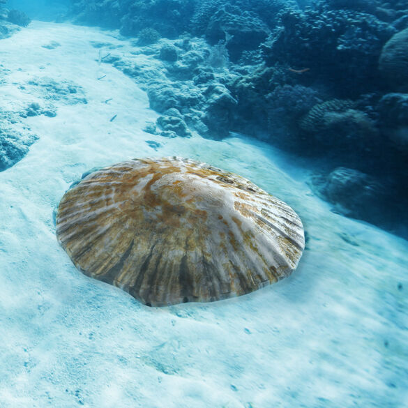 Moluskuak - Gastropodoak